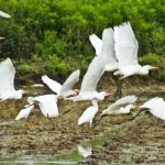 鸿雁在云鱼在水 草木萌动春日归丨春秋淹城遗址公园是观鸟天堂