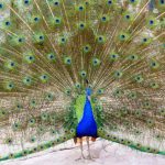 “爱鸟周”公益招募 | 淹野邀你加入护鸟卫士的队伍