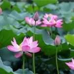 自带空调属性！淹城遗址公园里的夏天清凉如春