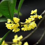 人均40+，2大1小尽享堪比米其林的顶级料理，限量预约！