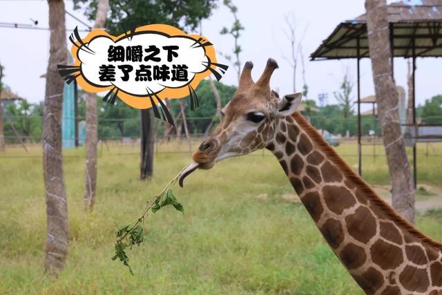 那些你没说出口的小情绪,其实我都懂