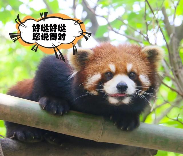 那些你没说出口的小情绪,其实我都懂