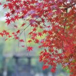 银杏黄了！枫叶红了！暖冬淹城迎来“颜值巅峰”