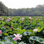 盛夏雅事—— 淹城遗址公园里赏荷听雨，好似误入荷香梦境