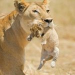 终于体验了一把当狮子王的感觉！