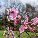 战“疫”先锋林的桃花已悄然绽放