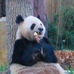 大熊猫“魔性”吃笋！