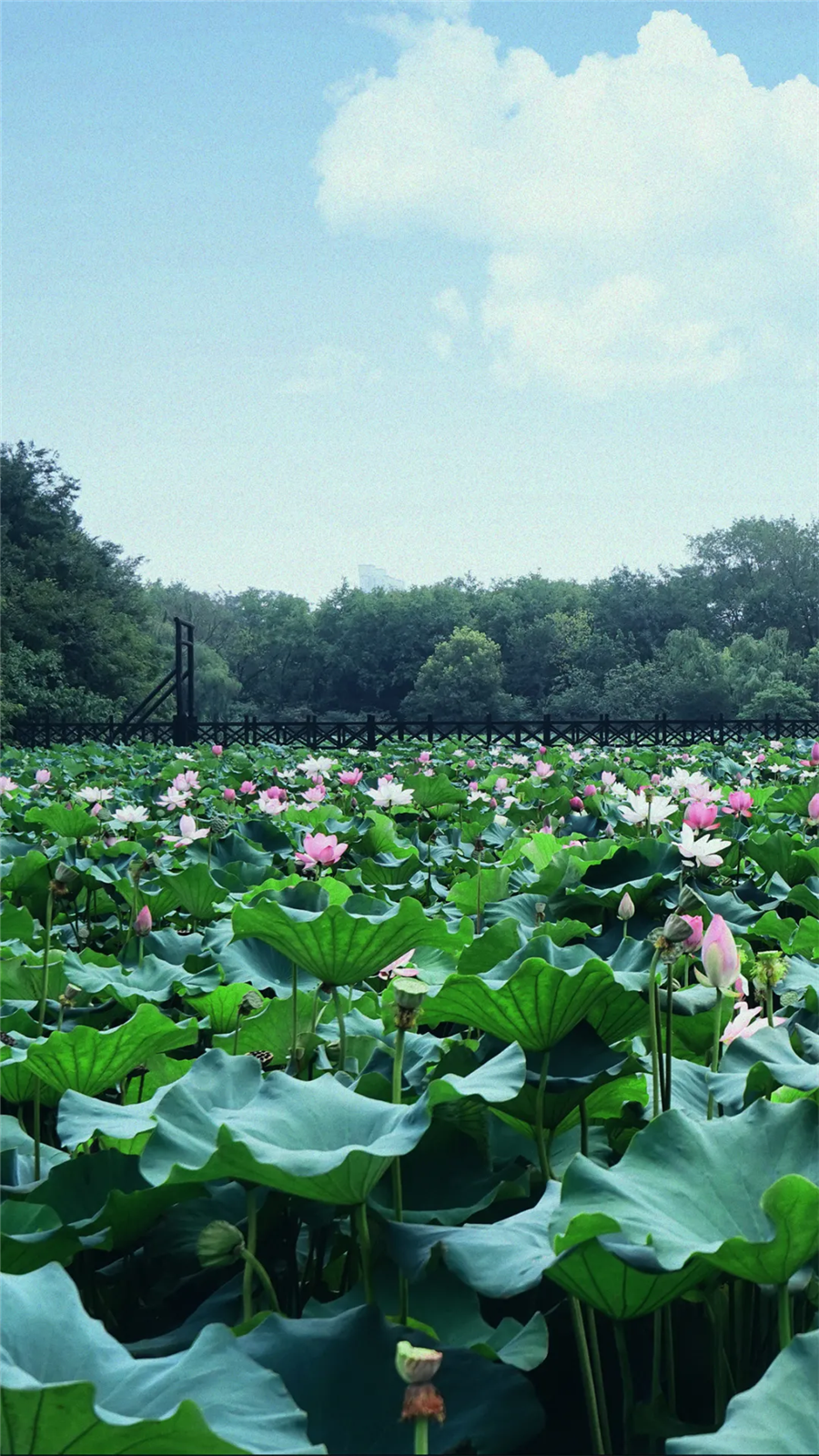 初夏限定 | 从这张壁纸开始,迎接西瓜和蝉鸣!