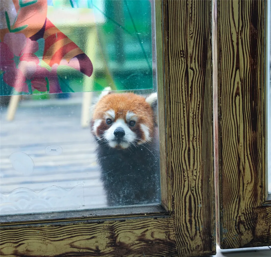 520红熊猫首次粉丝见面会圆满结束，你和爱豆“奔现”成功了吗？