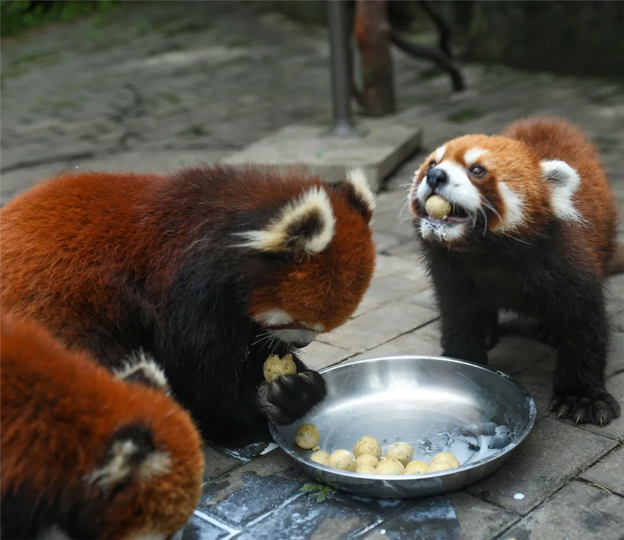 520红熊猫首次粉丝见面会圆满结束，你和爱豆“奔现”成功了吗？