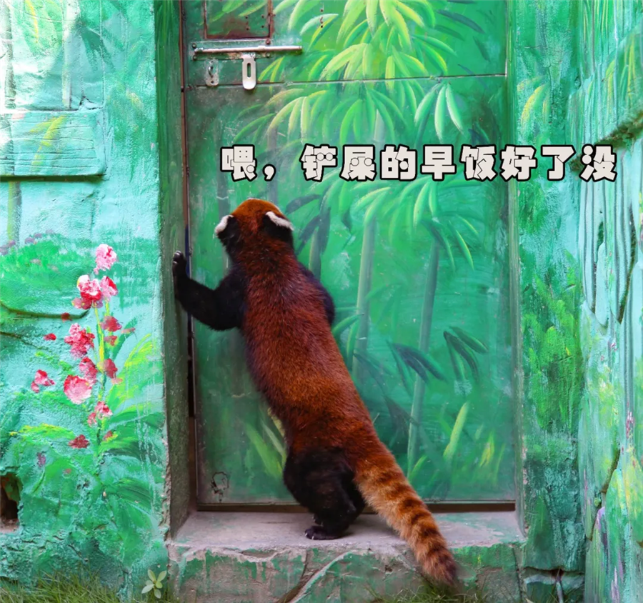 第一届红熊猫生日粉丝见面会完美落幕,生日会追星现场大曝光