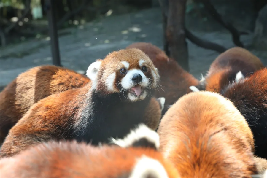 第一届红熊猫生日粉丝见面会完美落幕,生日会追星现场大曝光