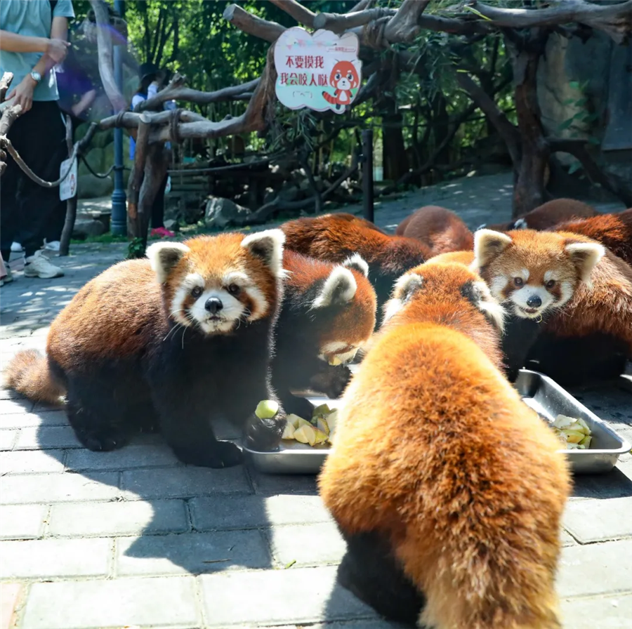 第一届红熊猫生日粉丝见面会完美落幕,生日会追星现场大曝光