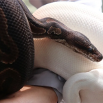 世界蛇日|双蛇共浴，“白娘子”现身