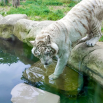 盛夏最萌防暑方式，趴冰、戴草帽、网红吃瓜…