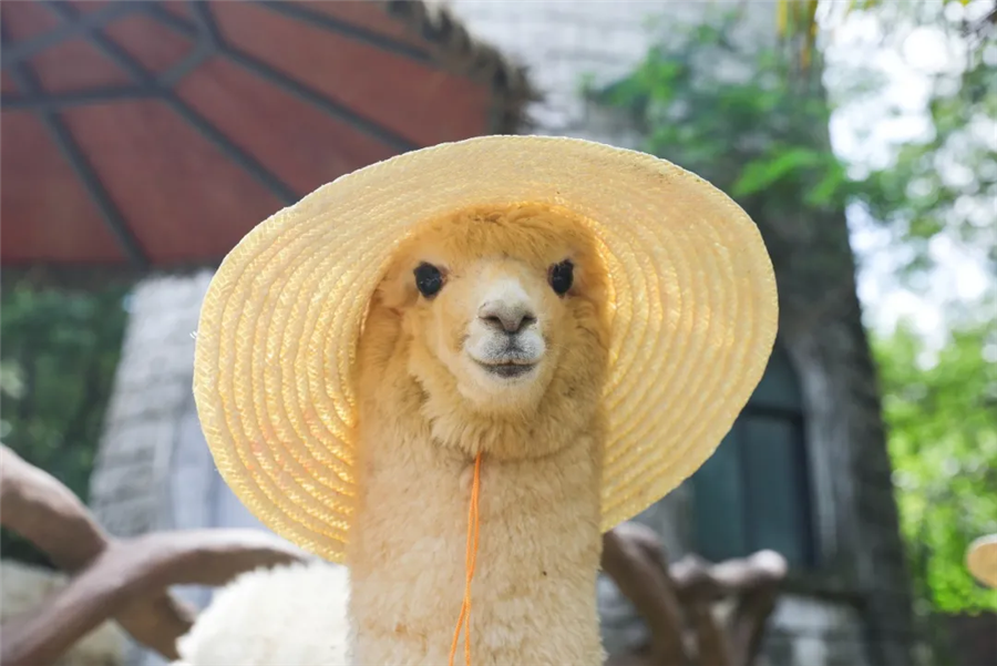 盛夏最萌防暑方式,趴冰、戴草帽、网红吃瓜...