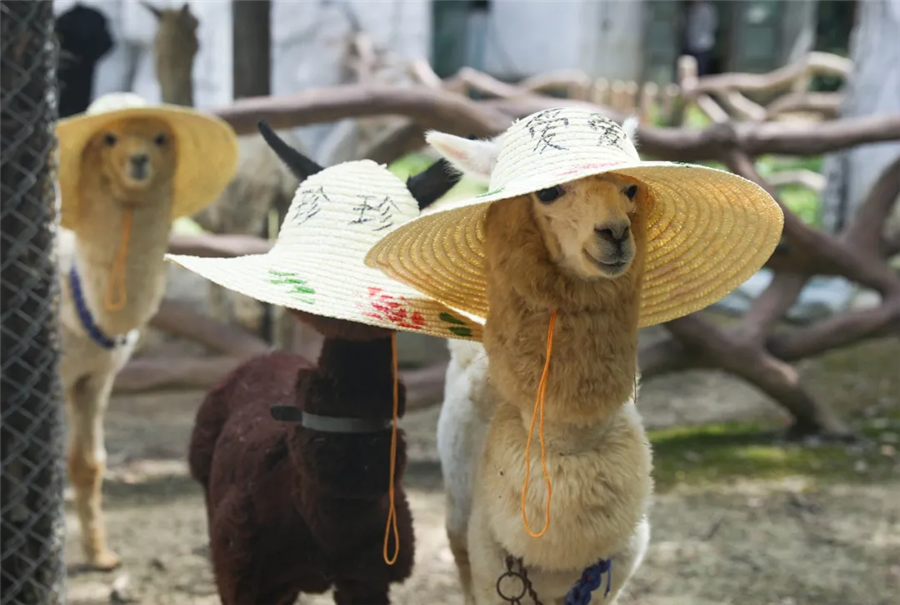 盛夏最萌防暑方式,趴冰、戴草帽、网红吃瓜...