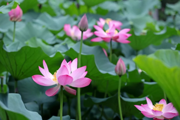 大暑丨莲生香，绿意浓——愿晴日朗照，人间皆安