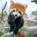 重要通知：江苏淹城野生动物世界开园公告