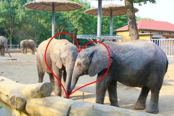 直播预告 | 我对象说七夕陪我一天