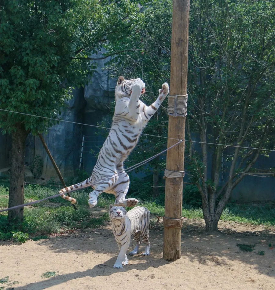 四川娃大熊猫成小生日会,梦幻联动奥运风