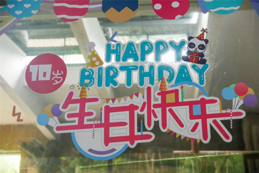 四川娃大熊猫成小生日会,梦幻联动奥运风