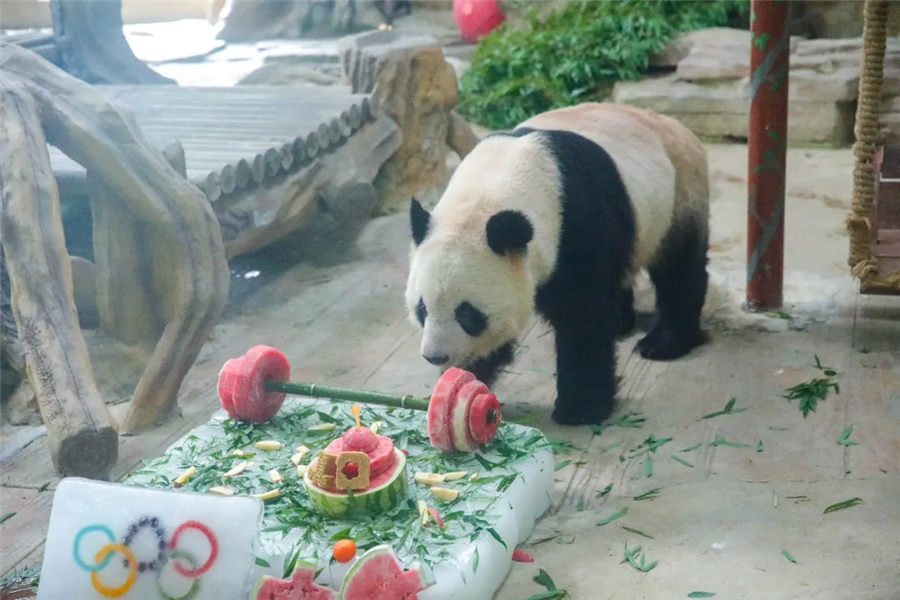 四川娃大熊猫成小生日会，梦幻联动奥运风
