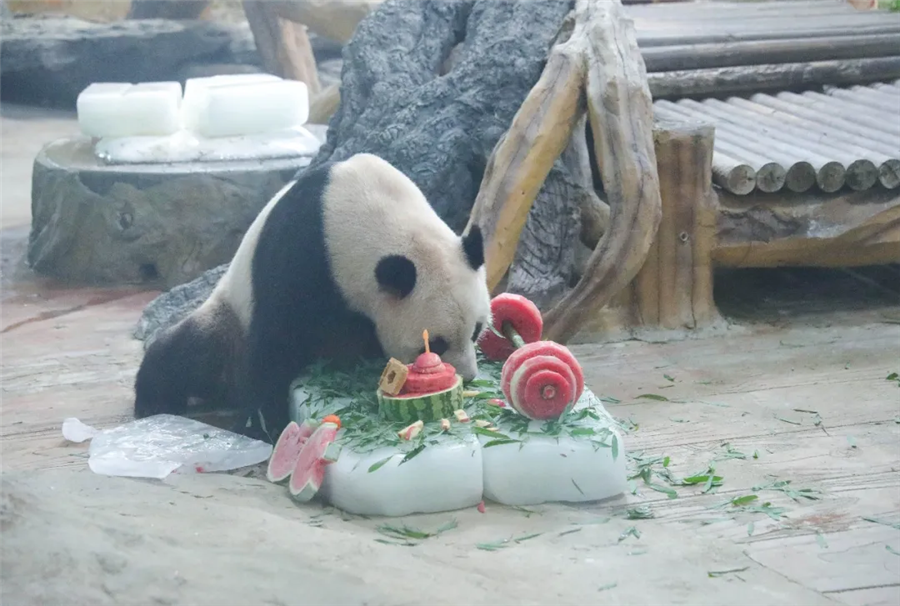 四川娃大熊猫成小生日会，梦幻联动奥运风