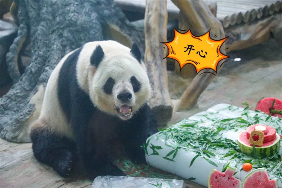 四川娃大熊猫成小生日会,梦幻联动奥运风