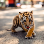 小动物免费约pai啦！各类主题风格大片走起
