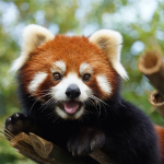 中秋小长假欢乐来袭，淹城动物园玩法全新升级！