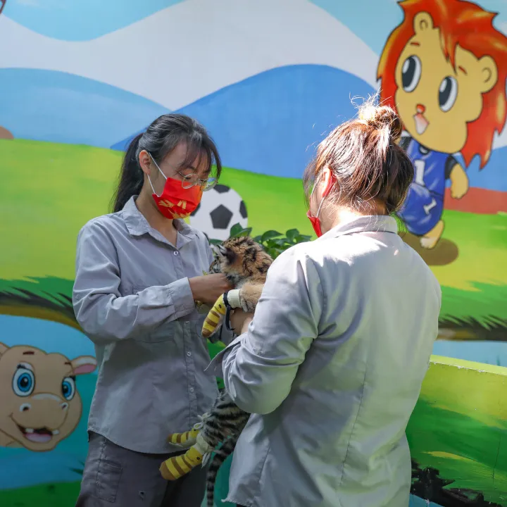 动物城内涌动“中国红”,解锁美妙新体验,不负假日好时光!