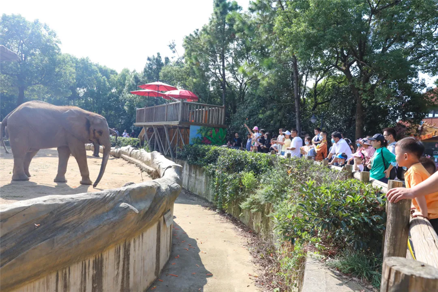 动物城内涌动“中国红”,解锁美妙新体验,不负假日好时光!