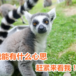 开园啦！11月18日江苏淹城野生动物世界恢复开放！