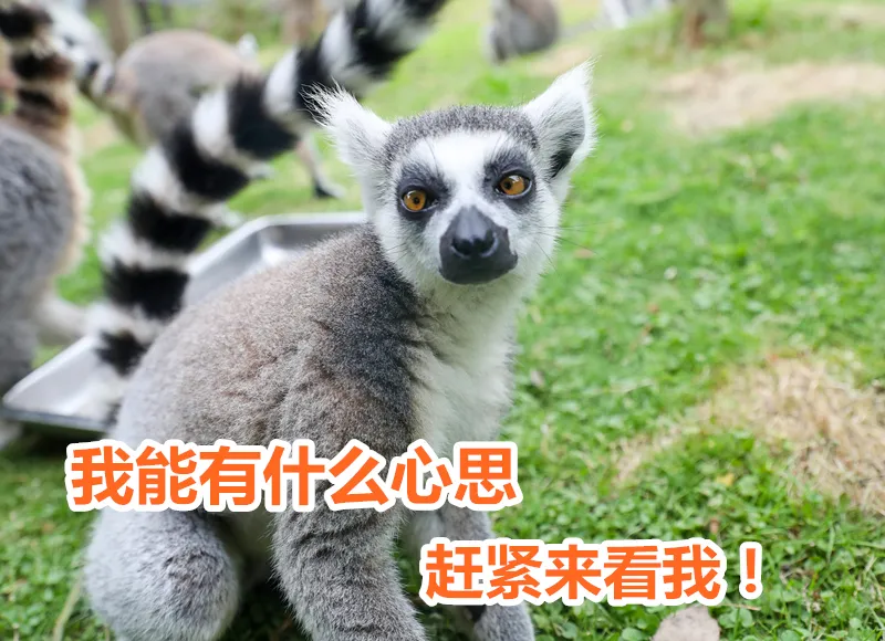 开园啦!11月18日江苏淹城野生动物世界恢复开放!