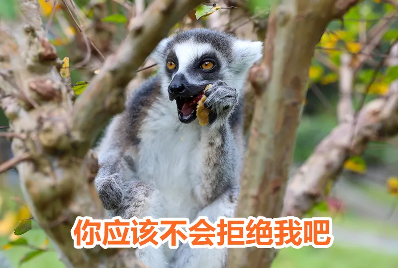 开园啦!11月18日江苏淹城野生动物世界恢复开放!