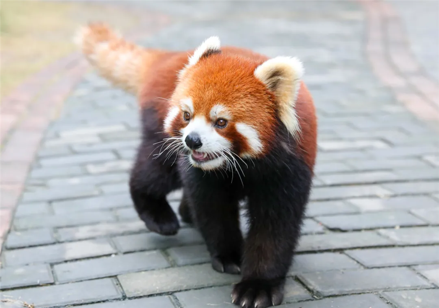 开园啦！11月18日江苏淹城野生动物世界恢复开放！