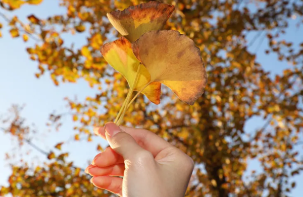 初冬限定!枫叶渐红,银杏金黄!春秋淹城遗址公园冬日写真照攻略来了!