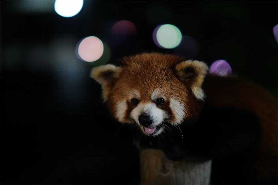 这个夏天，想和你夜游动物园