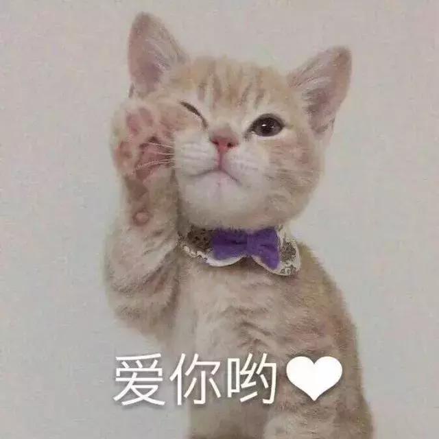 暑期热播 |《动物真奇妙》带您共同探秘奇妙的动物世界