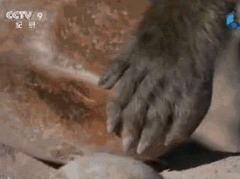 确认过眼神,TA是史上最方的猴!