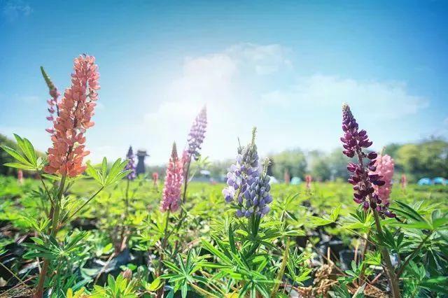 「半价优惠」淹城君助你5月渡(度)劫(节)愉快!