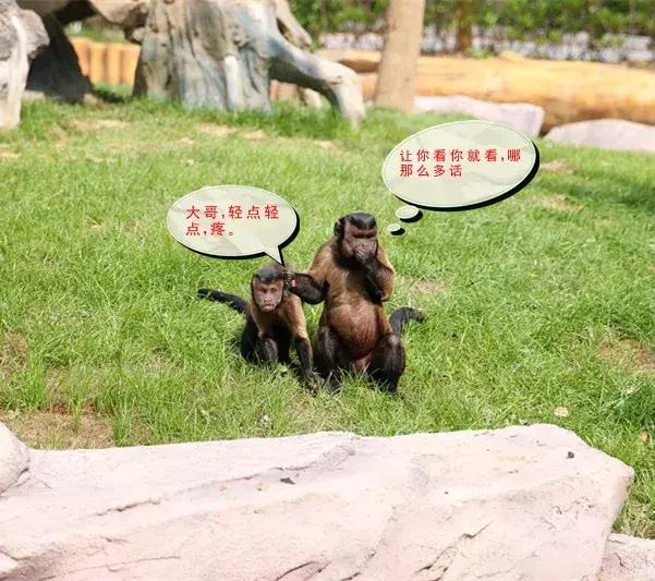 确认过眼神,TA是史上最方的猴!