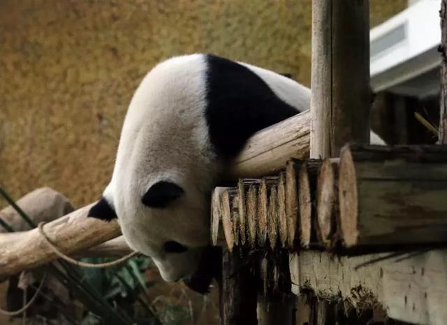 帅气小鲜肉卖个萌,拥有了一座豪宅!