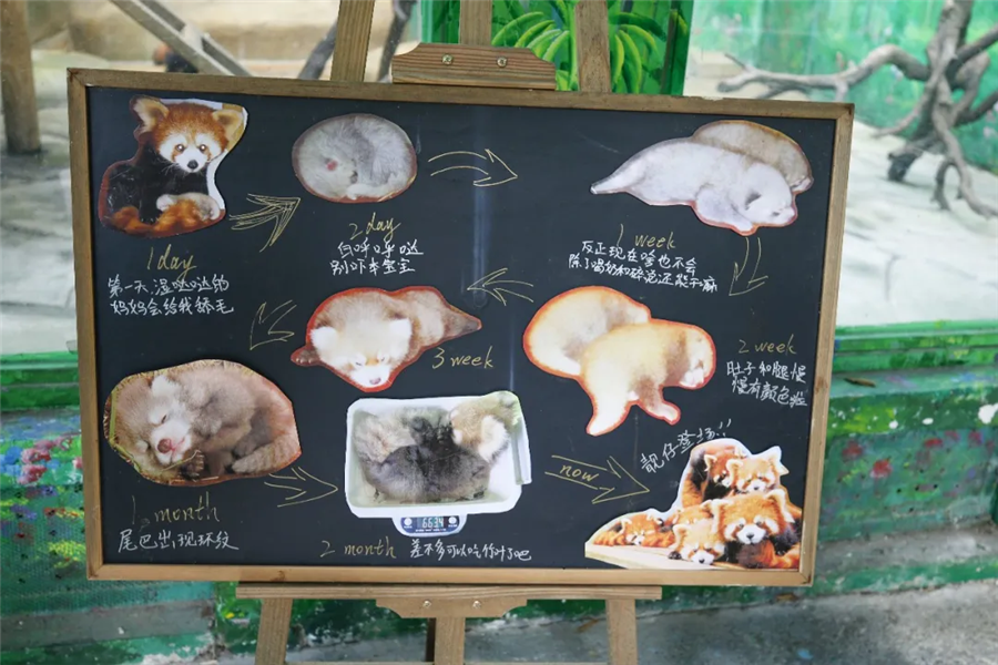 直播预告|红熊猫产房:见证新生命的奇迹
