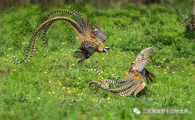 中国原来有这么多鸡，相信你见过绝对不会超过3种！