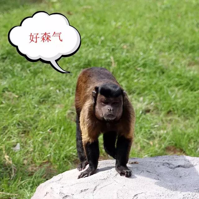 确认过眼神,TA是史上最方的猴!