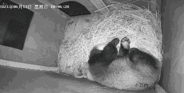 直播预告|红熊猫产房:见证新生命的奇迹