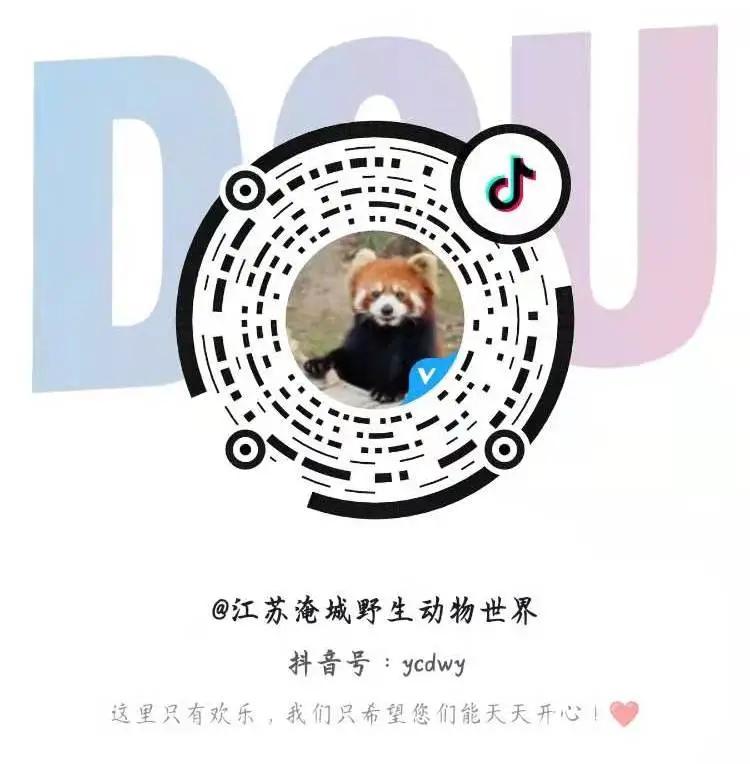 直播预告|红熊猫产房:见证新生命的奇迹