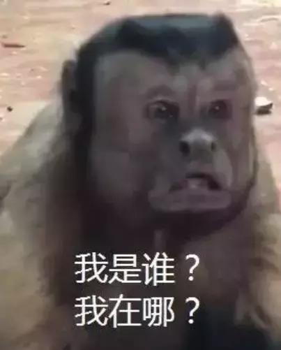 确认过眼神,TA是史上最方的猴!